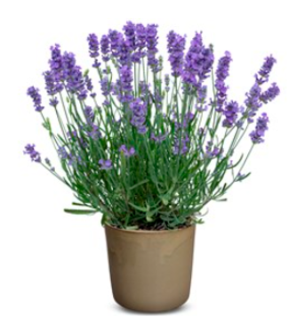 Livingstone Lavandula angustifolia BeeZee 'Dark Blue' Lavender4.5in [1]