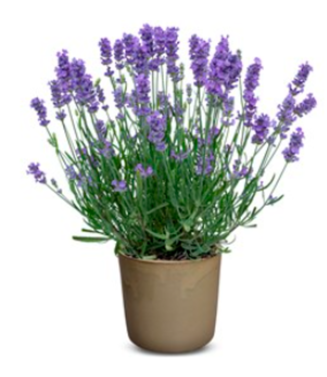 Lavandula angustifolia BeeZee 'Dark Blue' Lavender4.5in [1]