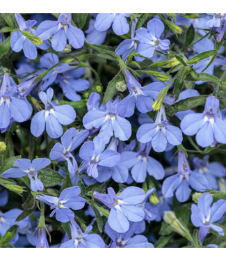 Livingstone Lobelia erinus Laguna® 'Sky Blue' 4.5in [1]