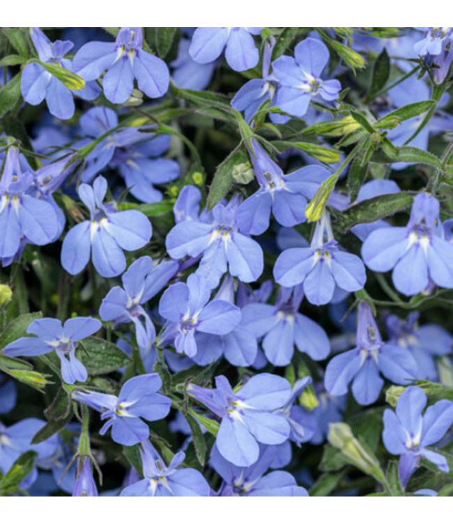 Lobelia erinus Laguna® 'Sky Blue' 4.5in [1]