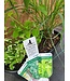 12"  Herb Planter [10]