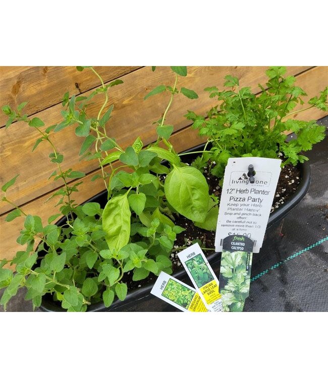 12"  Herb Planter [10]