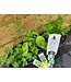 12"  Herb Planter [10]