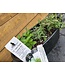 12"  Herb Planter [10]
