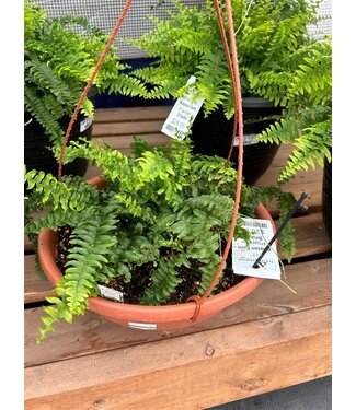 Livingstone Boston Blue Bell Fern (Neph exal Boston Blue Bell) - 12" HB [10]