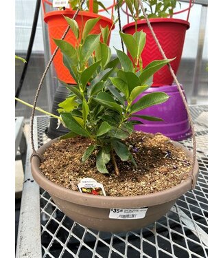 Livingstone Opal Red Vining Dipladenia - 12" HB [10]