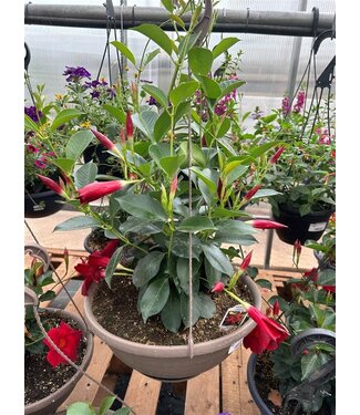 Livingstone Madinia Maxima Red Dipladenia- 12" HB [10]