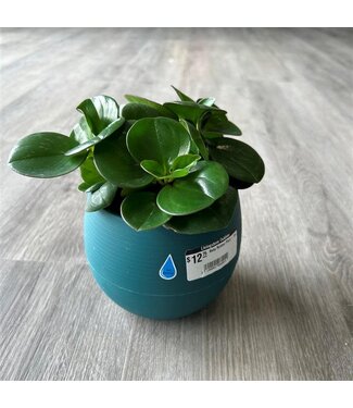 Livingstone Baby Rubber Plant - 4in.