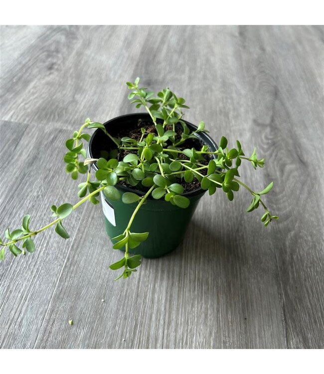 Peperomia - 6in.