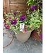 Staylish Welcome Planter 15in [10]