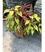 Staylish Welcome Planter 15in [10]