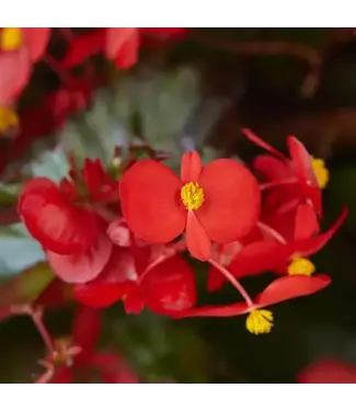 Livingstone Begonia - Hula Red - 11cm [2]