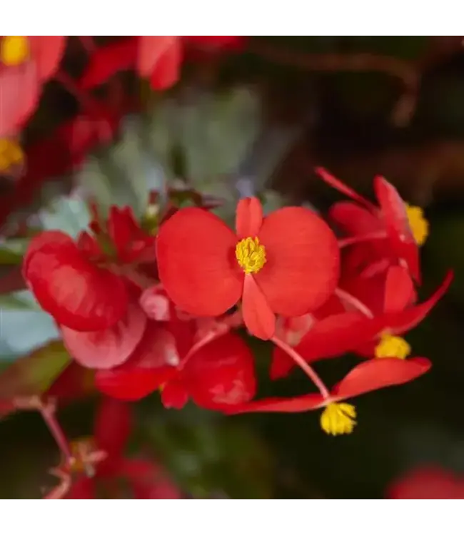 Begonia Hula (Red) 4in [2]