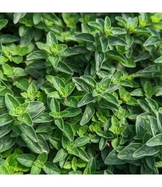 Livingstone Oregano (Supreme) 4in [2]