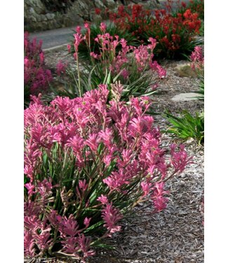 Livingstone (Anigozanthos 'Bush Pearl') Bush Pearl (Dwarf Pink Kangaroo Paw) - Annual - 4.5" [1]