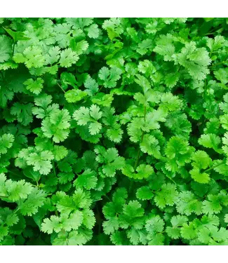 Livingstone Cilantro (Pot) 4in [2]