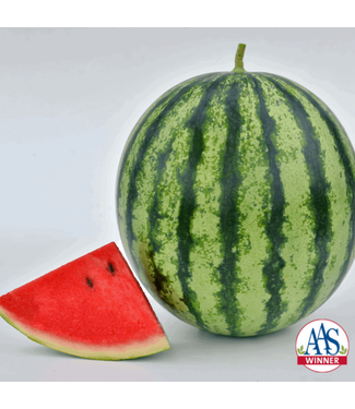 Livingstone Watermelon (Mambo) 4in [2]
