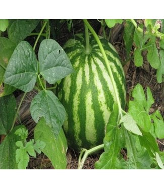 Livingstone Watermelon (Crimson Sweet) 4in [2]