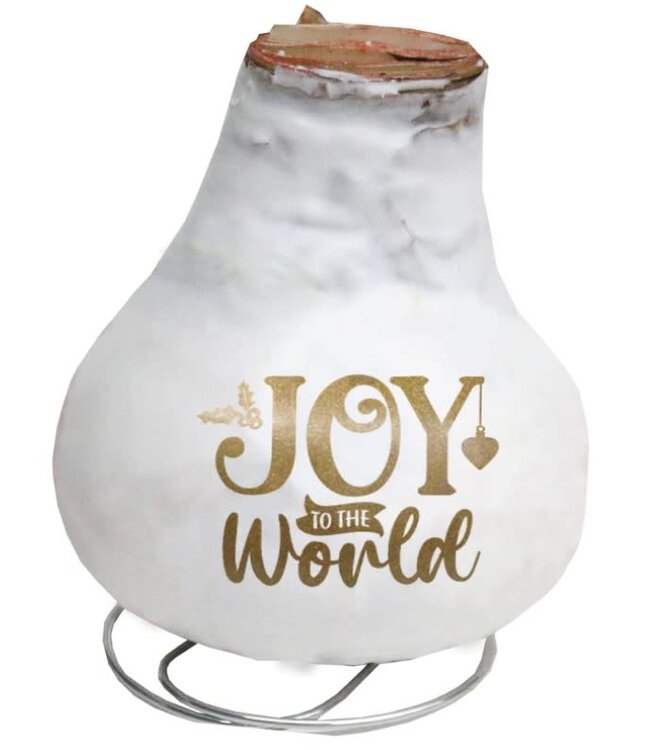 Message Imprint AMARYLLIS | Assorted