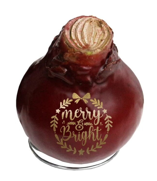 Message Imprint AMARYLLIS | Assorted