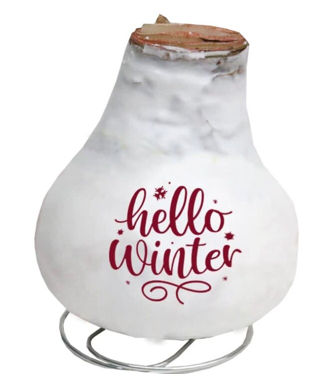 Message Imprint AMARYLLIS | Assorted