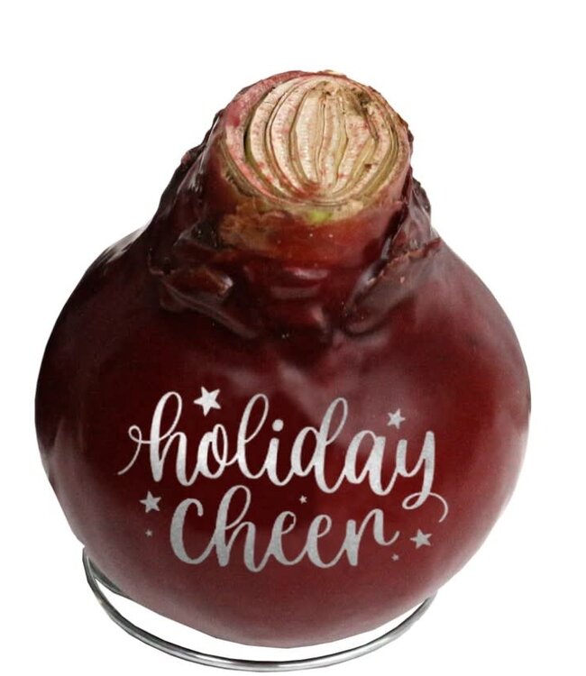 Message Imprint AMARYLLIS | Assorted