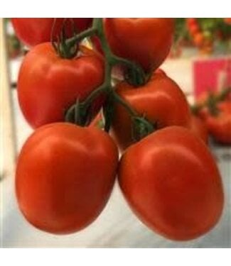 Livingstone Tomato (Venti Salad Paste/Salad) 4in [2]