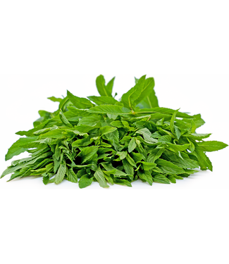 Livingstone Mentha spicata 'Moroccan' (Mint) 4.5in [1]