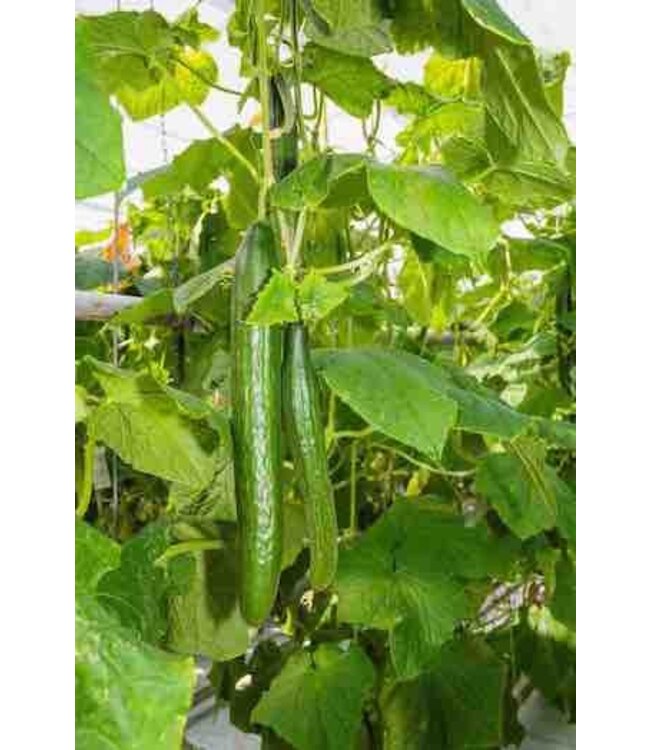 Cucumber (Telegraph) 4in [2]