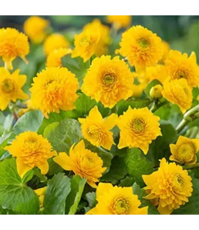 Caltha Palustris  5in [5]