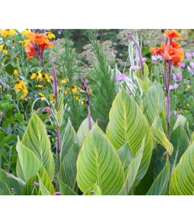 Canna Pretoria 5in [5]