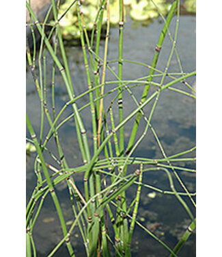 Equisetum Japonica 5