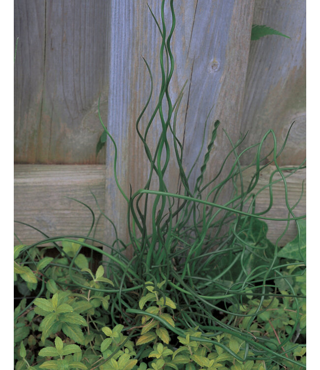 Juncus Effusus Spiralis 5in [5]
