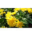 Morden Series Mum (Chrysanthemum x morifolium 'Morden')