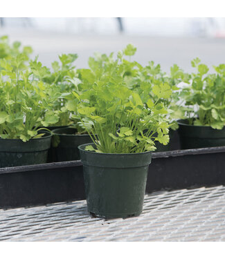 Livingstone Cilantro (Santo Cilantro) 4in [2]