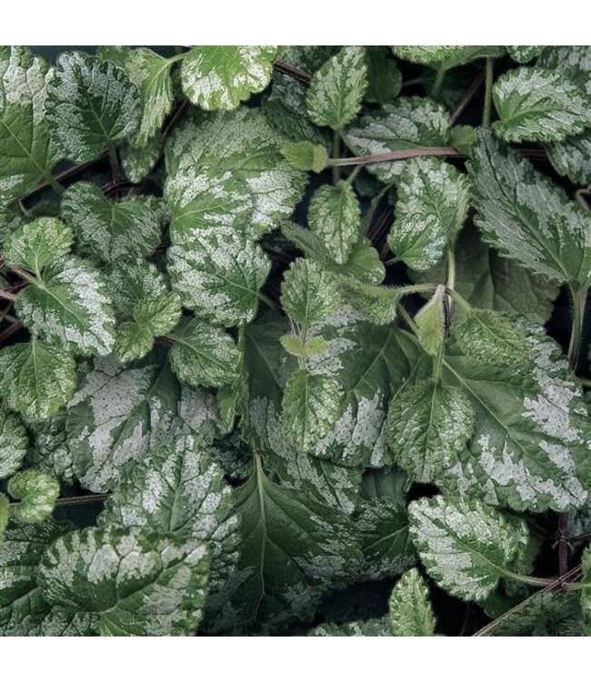 (Lamiastrum galeobdolon) Foliage - Jade Frost Lamiastrum 11 cm / 4in  [2]