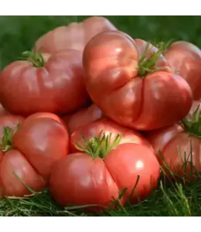 Tomato (Big Brandy Beefsteak) 4in [2]