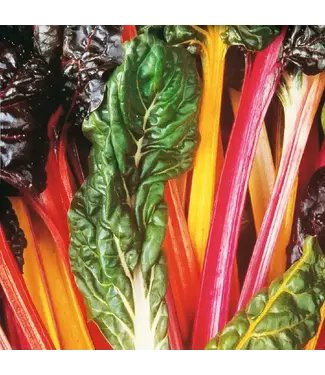 Livingstone Swiss Chard (Bright Lights) 4in [2]