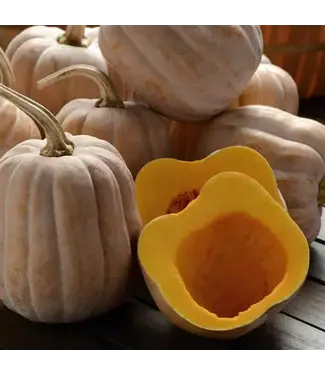 Livingstone Squash (Autumn Frost Specialty) 4in [2]