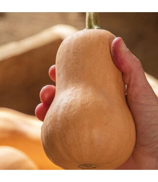 Livingstone Squash (Butterbaby Butternut) 4in [2]