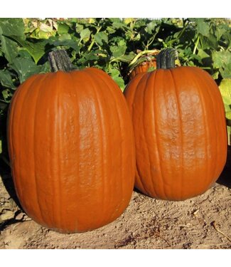 Livingstone Pumpkin (Early Giant) 4in [2]