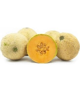 Livingstone Melon (Sugar Cube) 4in [2]