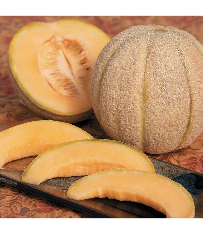 Melon (Halona) 4in [2]