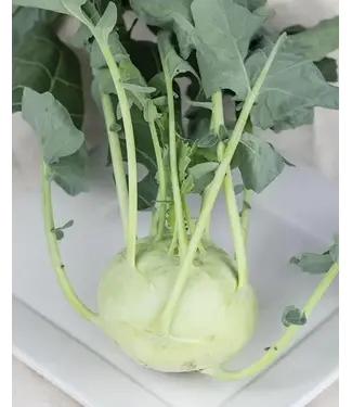 Livingstone Kohlrabi (Konan) 4in [2]