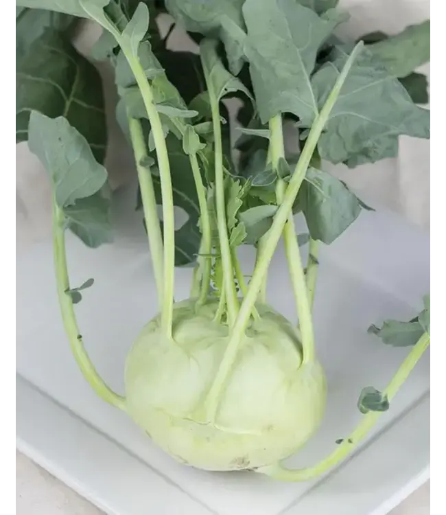 Kohlrabi (Konan) 4in [2]
