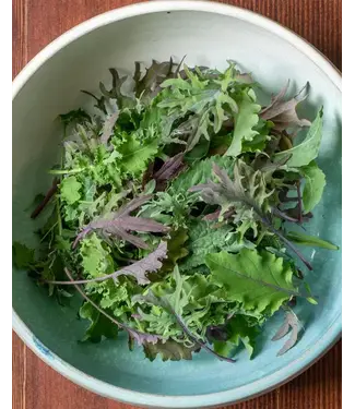 Livingstone Kale (Kale Storm) 4in [2]