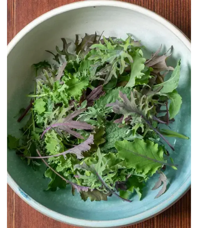 Kale (Kale Storm) 4in [2]