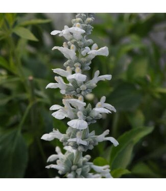 Livingstone Salvia (White Flame) 4in [2]