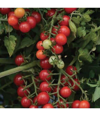 Livingstone Tomato (Candyland Red Small) 4in [2]
