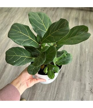 Livingstone Fiddle-leaf Fig (Ficus Lyrata) 6in